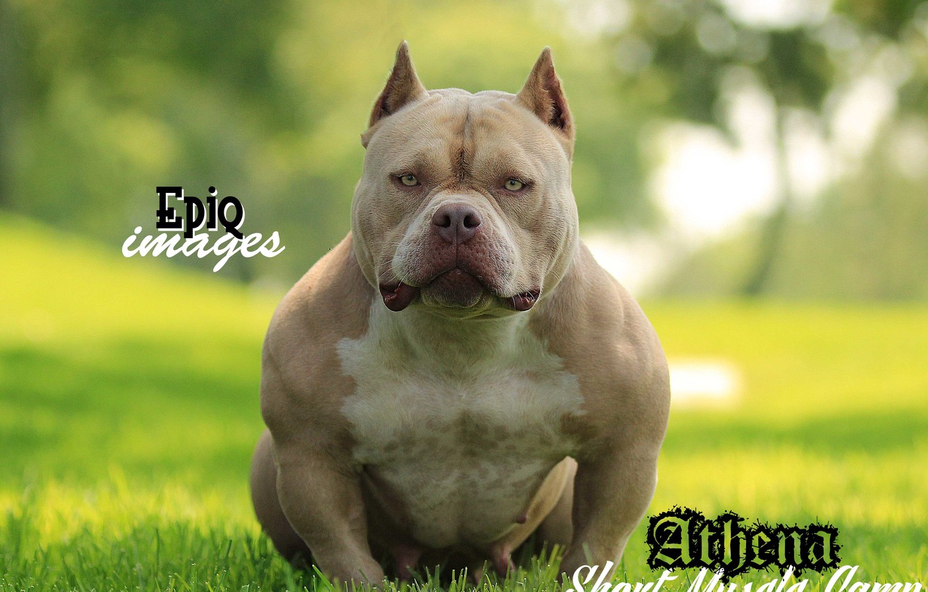 Wallpaper Dog Powerful Breed American Bully Image For Desktop