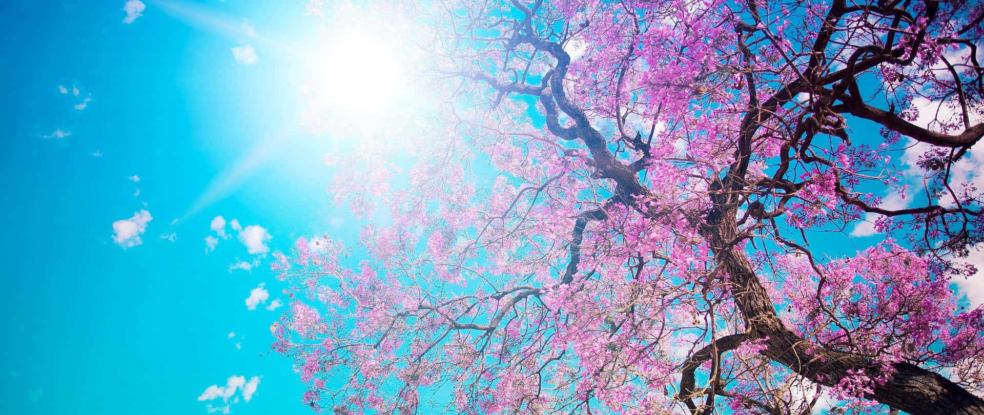 Cherry Blossoms Anime Scenery Sun Shining Wallpaper