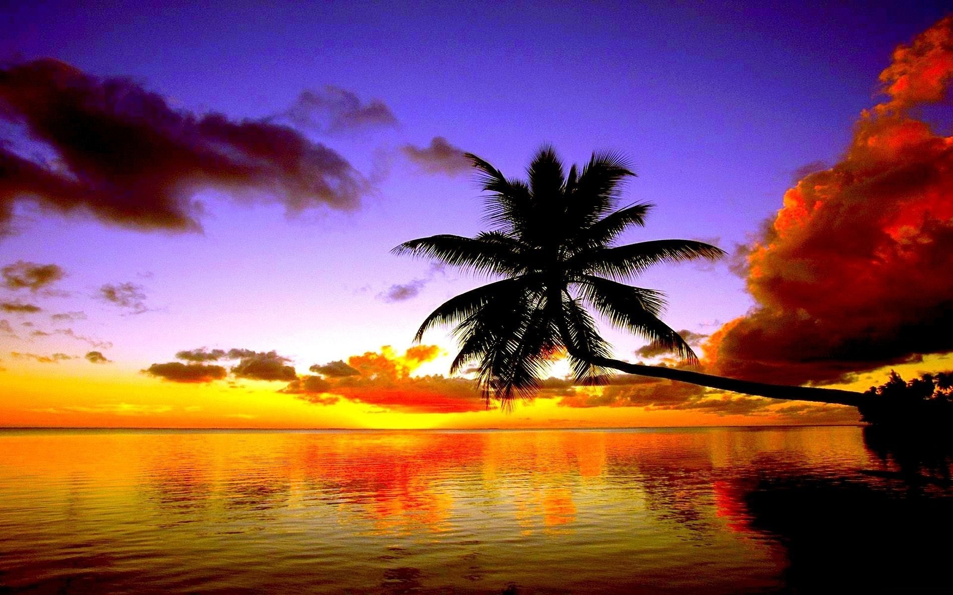 Silhouette of a leaning palm tree against a vibrant sunset over a tranquil ocean, reflecting the colorful sky