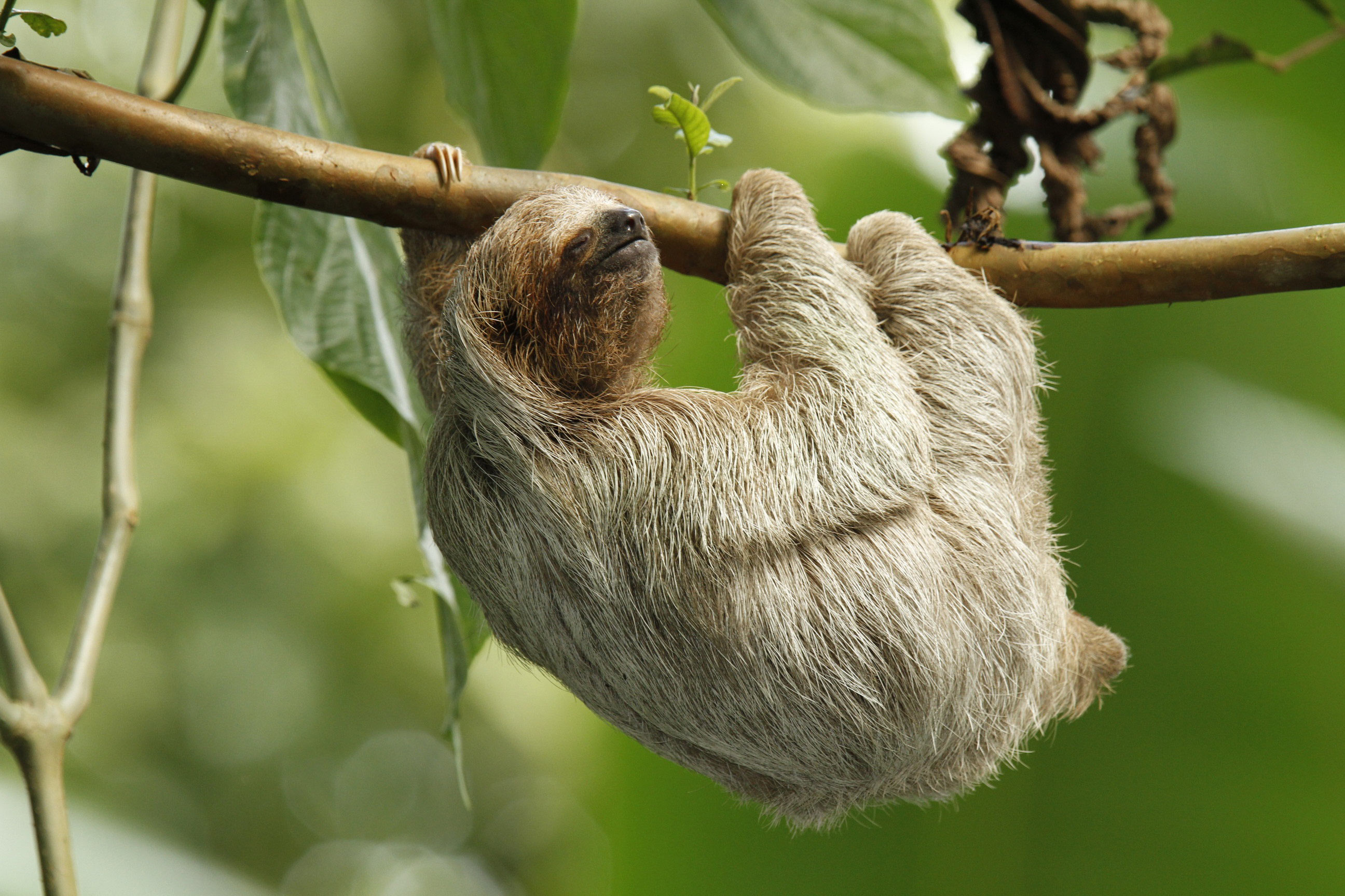 Funny Sloth Animals HD Wallpaper Car Pictures