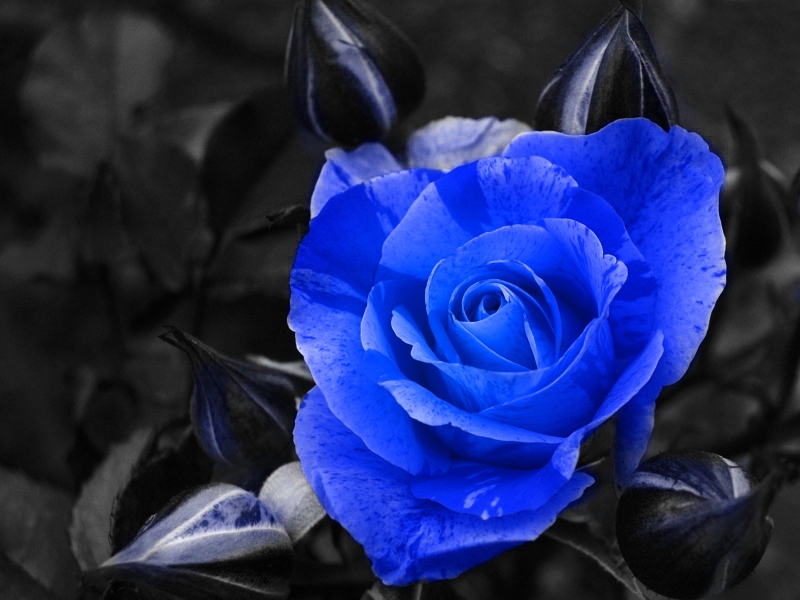 Flower Wallpaper Blue Colour