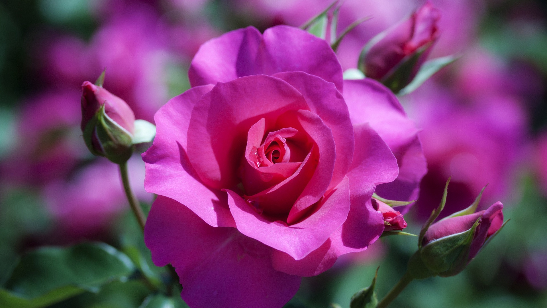 Close-up of a vibrant pink rose in full bloom, surrounded by smaller rosebuds and a blurred background of other pink roses