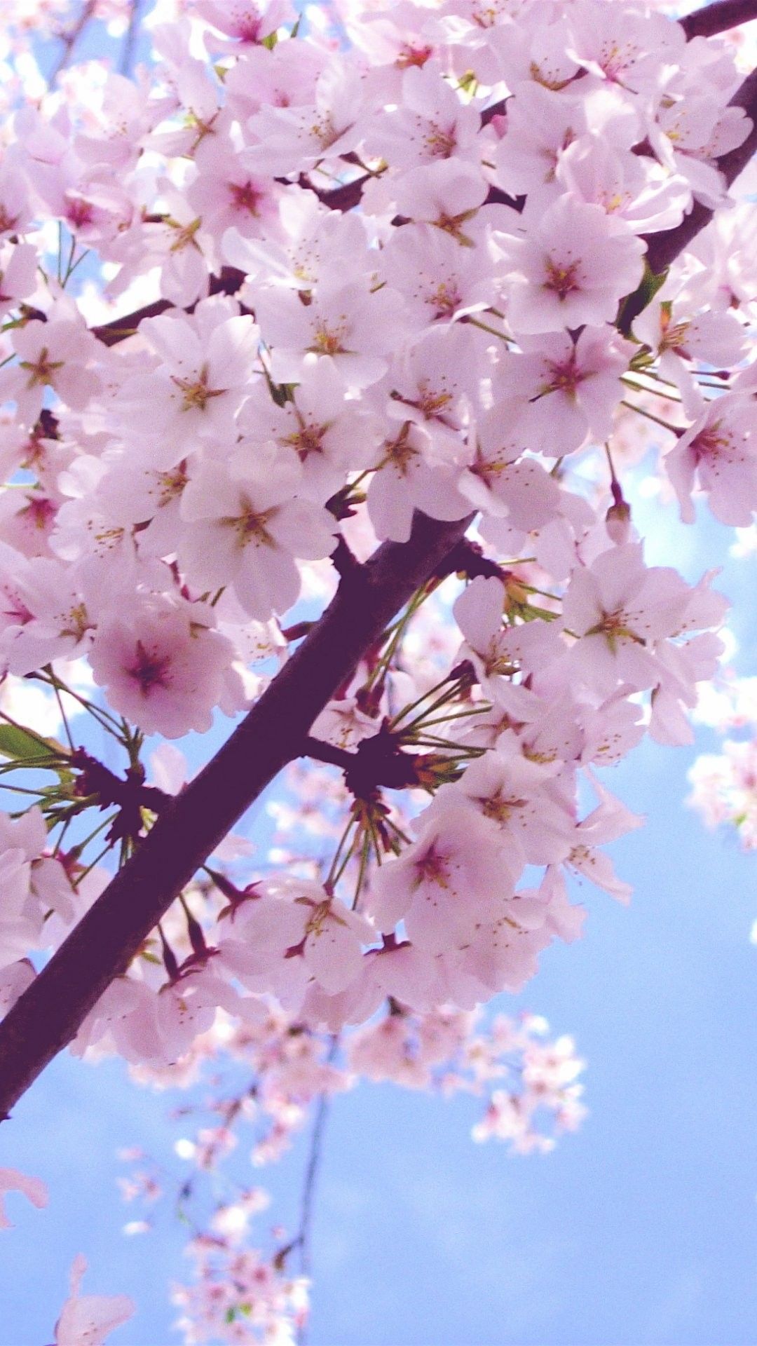 Cherry Blossom iPhone Plus Wallpaper Flowers