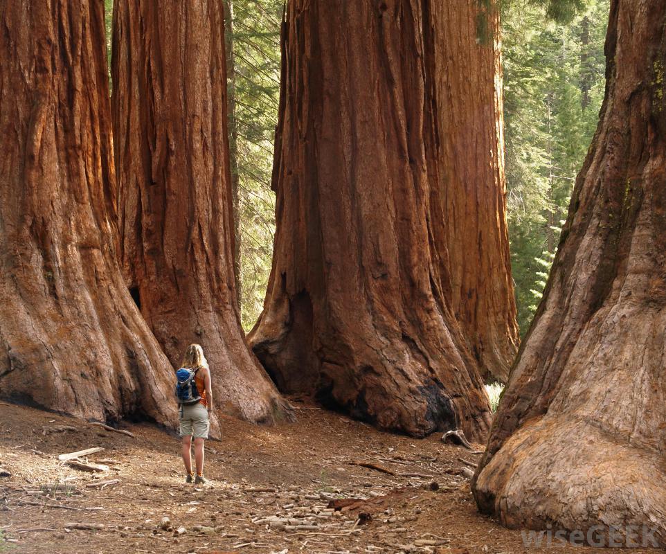 What Are The Different Types Of Redwood Trees With Pictures