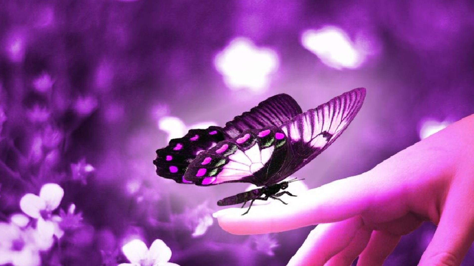 Mariposa Violeta You Are So Beautiful Sweet Wallpaper