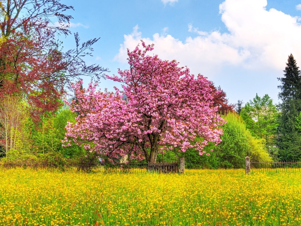 beautiful spring scenery wallpaper