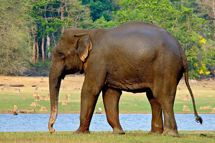 Indian Elephant Pictures Wallpaper Of