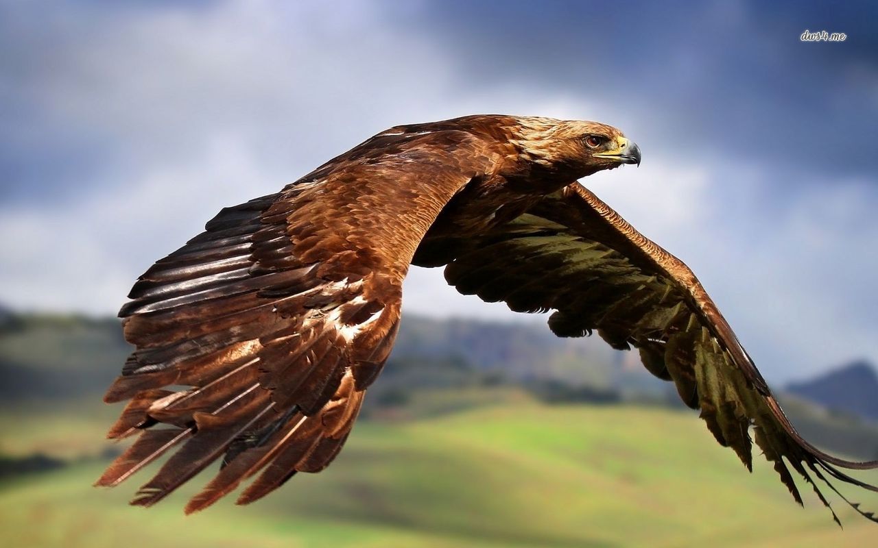 Free Download Golden Eagle Wallpaper Animal Wallpapers 22146