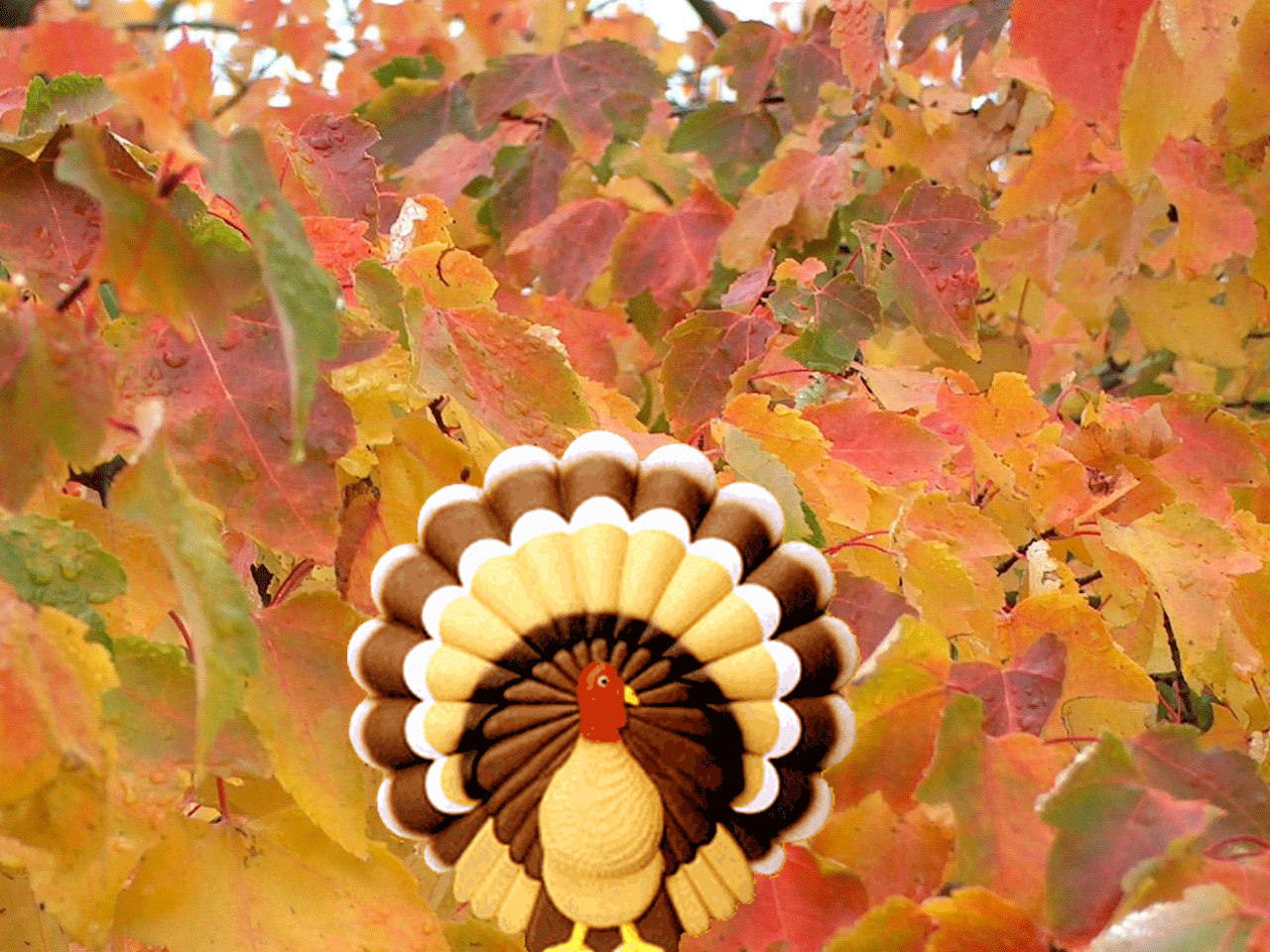 Thanksgiving Day Wallpaper Turkey