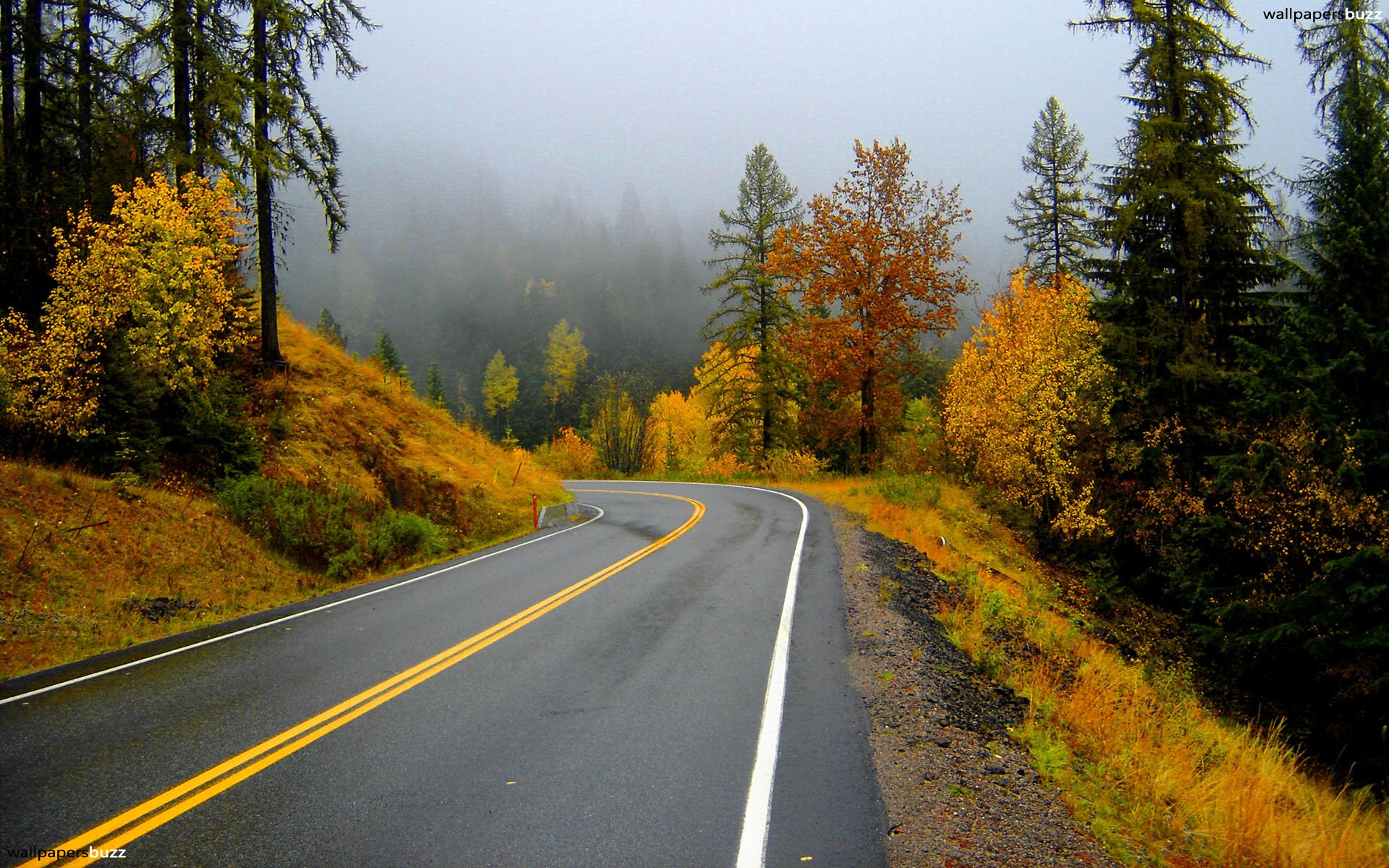Road In An Autumn Forest HD Wallpaper