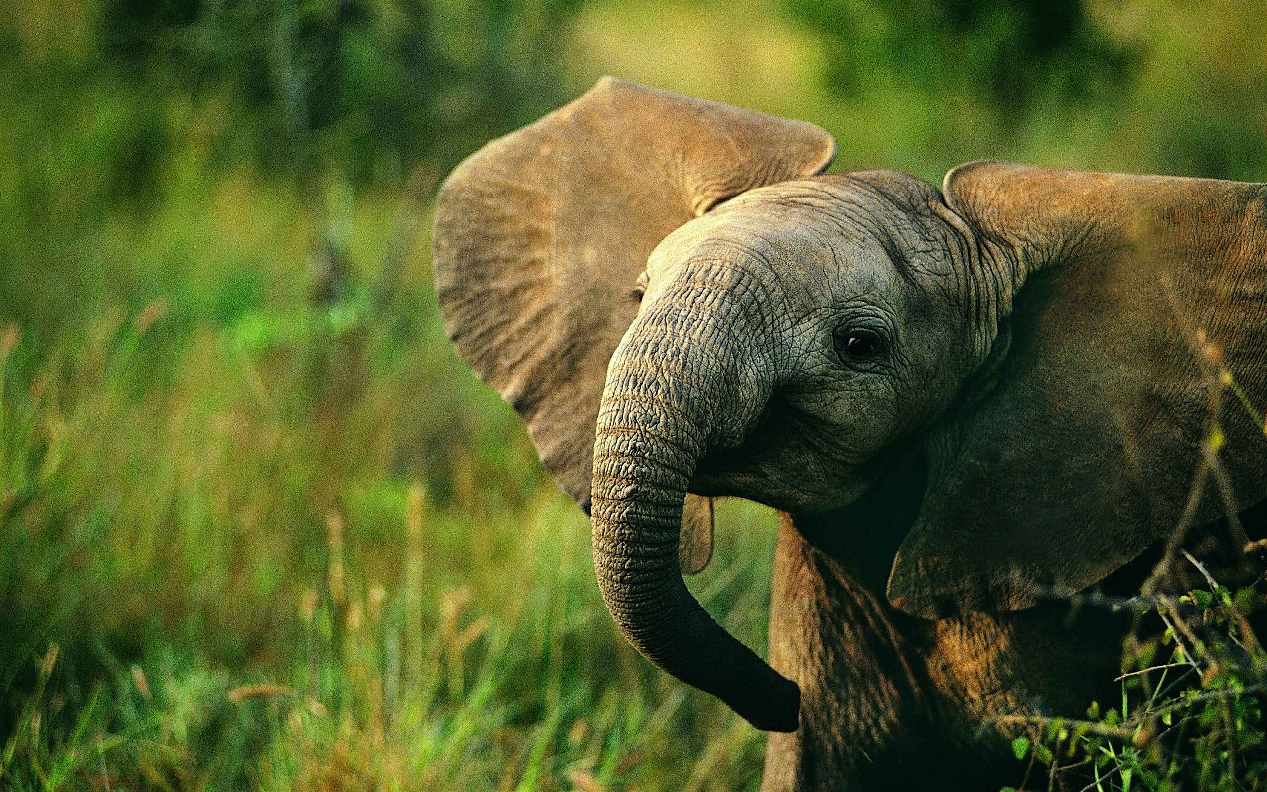 Elephant Background Wallpaper