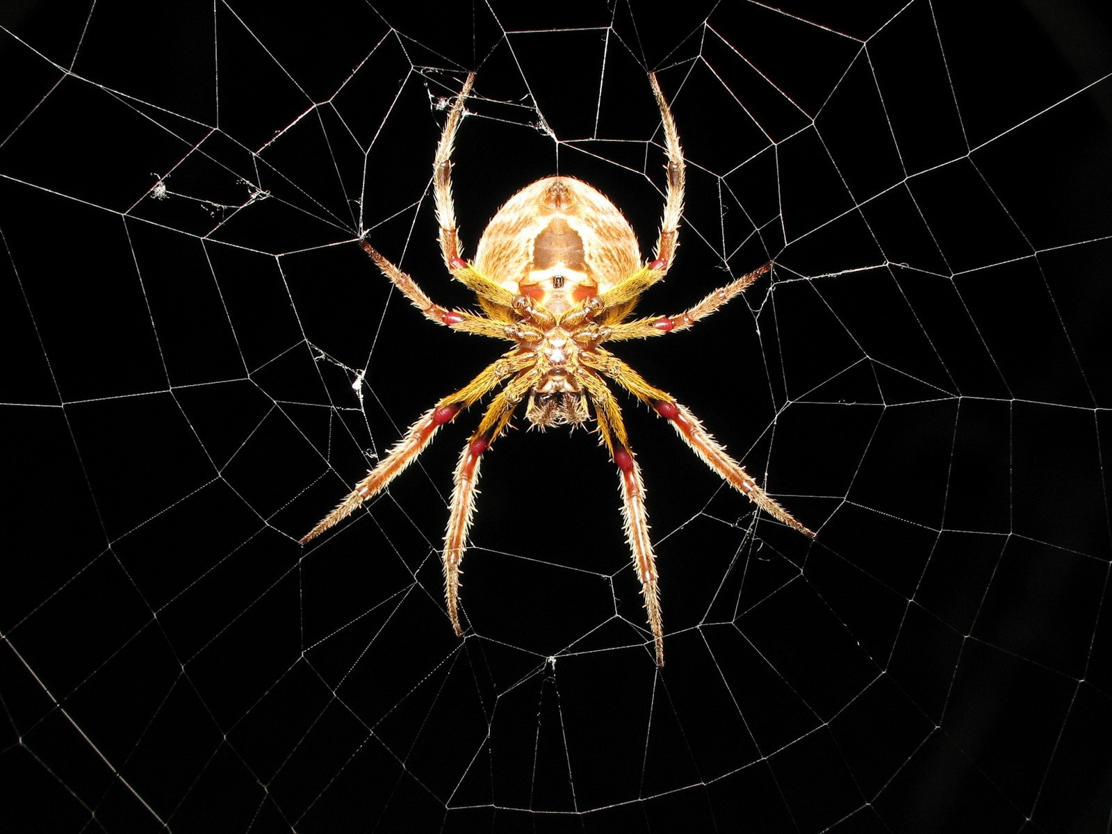 Spiders Spider Webs Arachnids Wallpaper High Quality
