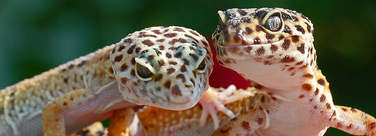 Leopard Gecko Care Sheet Guide Petsmart