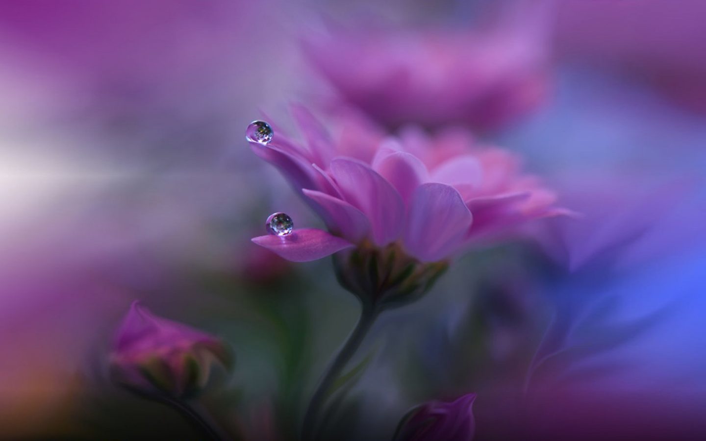 Purple Flowers Drops Water Desktop Background