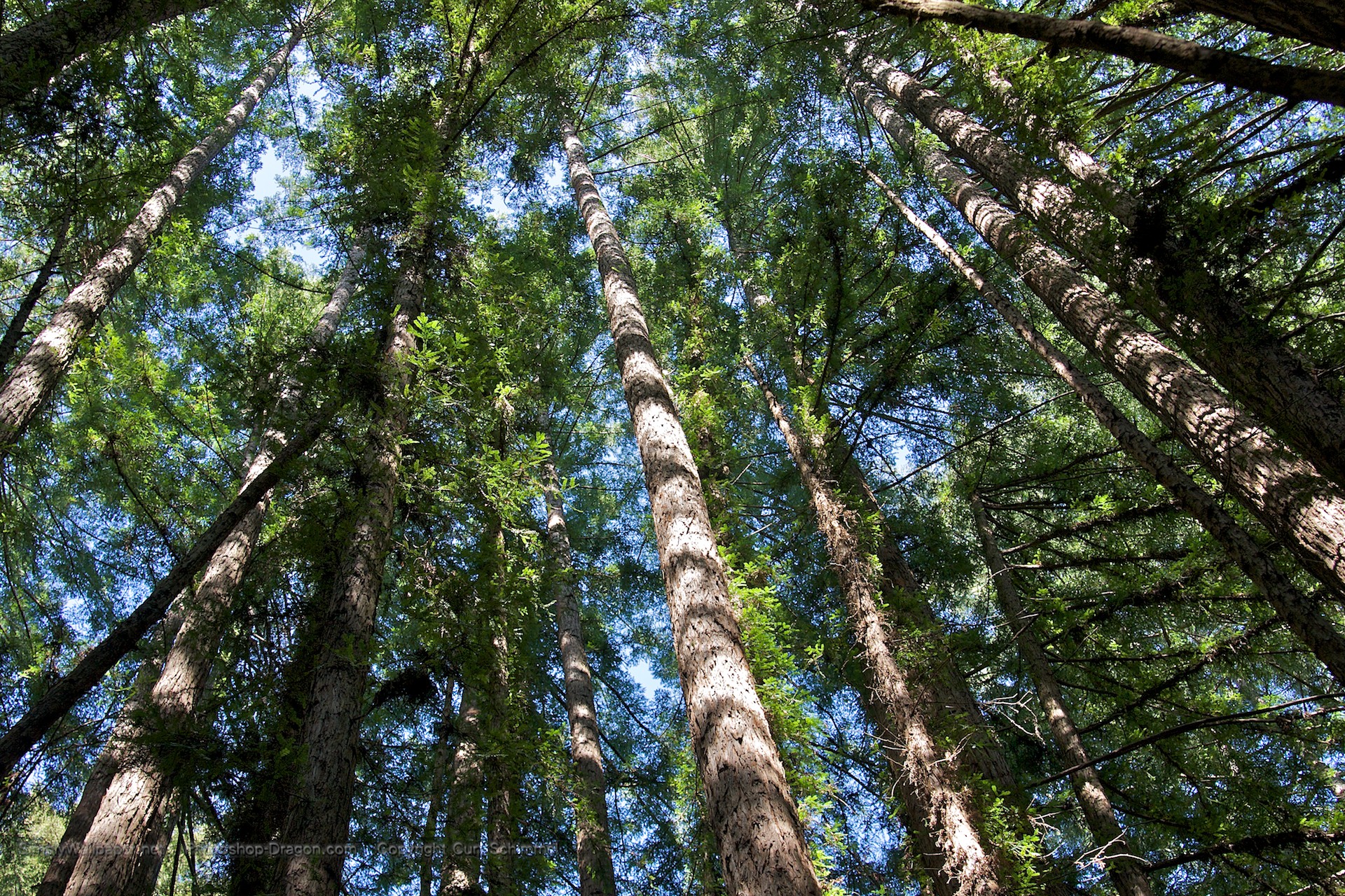 Redwood Trees Wallpaper