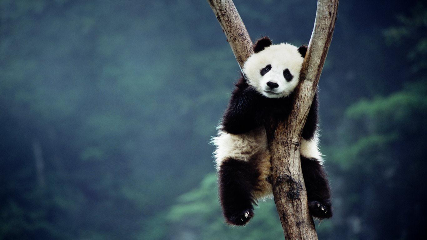 Panda Cubs Wallpaper Jpg