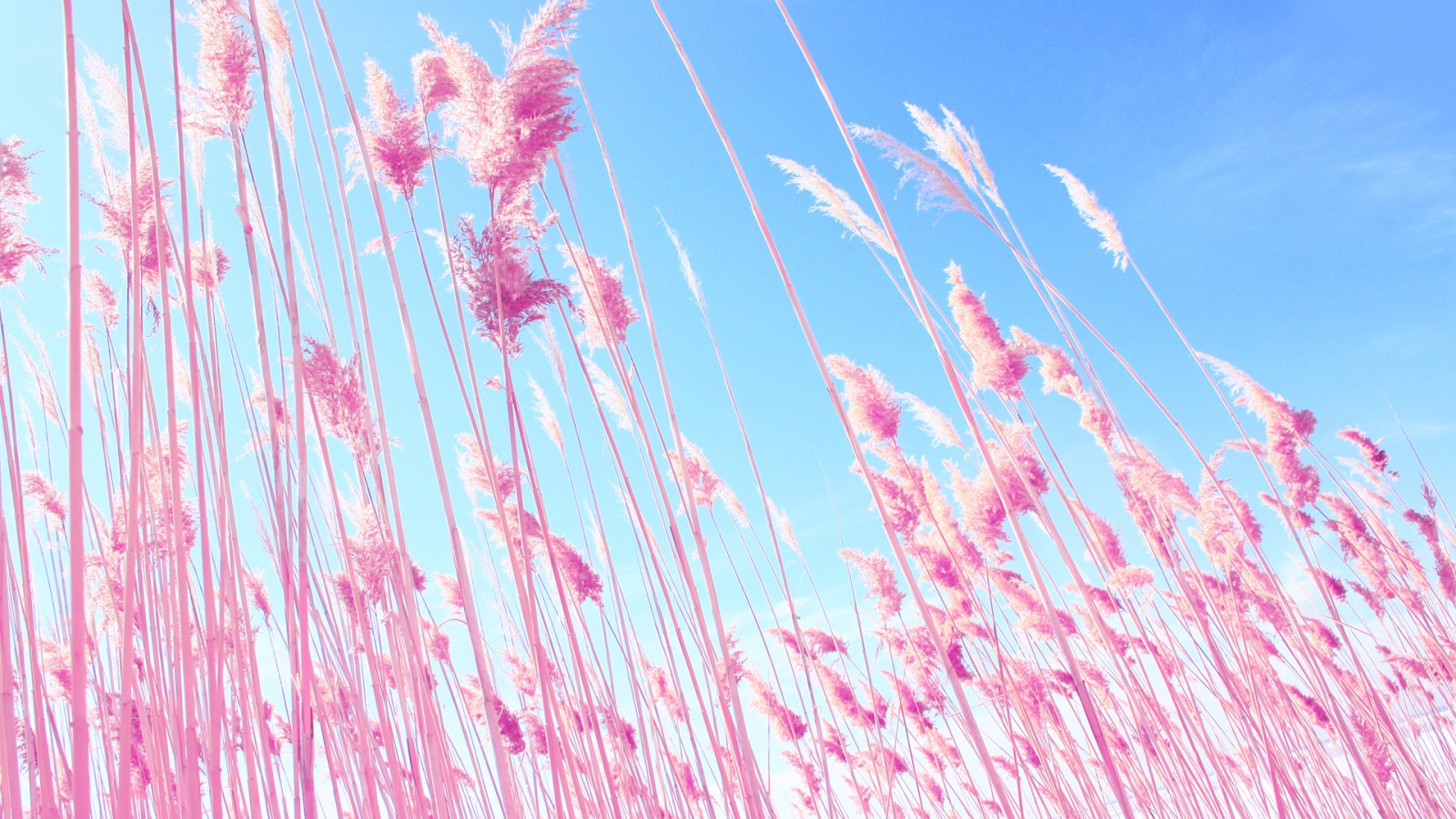 Home Digital Art Photography Vs Pink Desktop Wallpaper