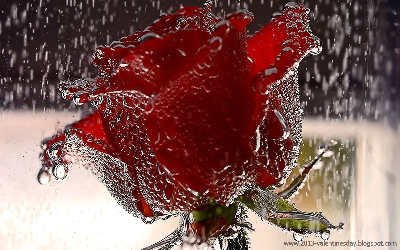Rose Day HD Wallpaper And Red Pictures