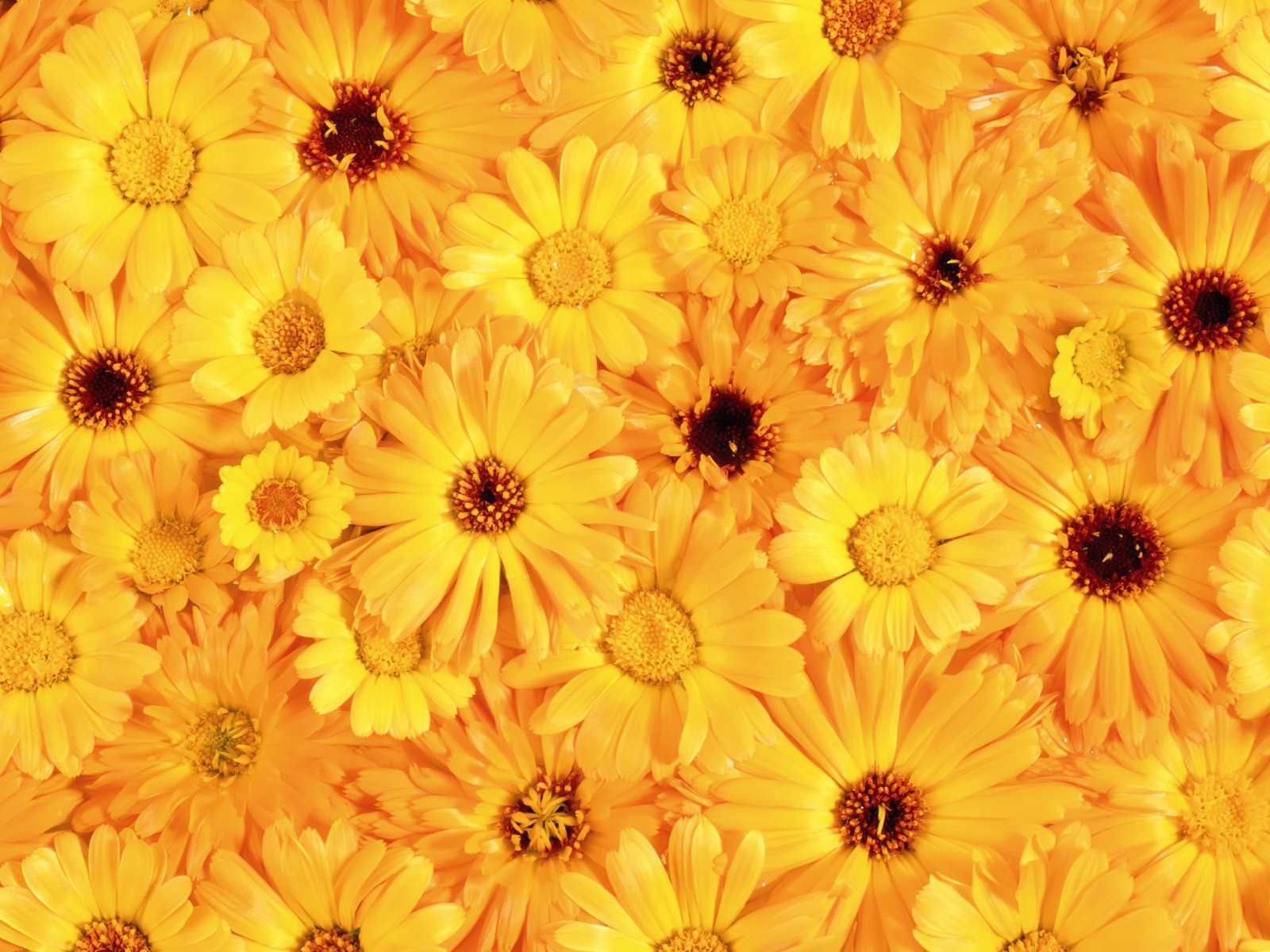 The Beautiful Yellow Flowers Wallpaper And Image