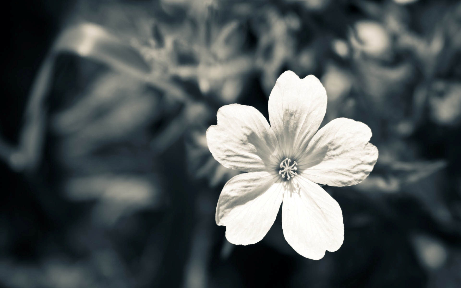 Black And White Flower Wallpaper