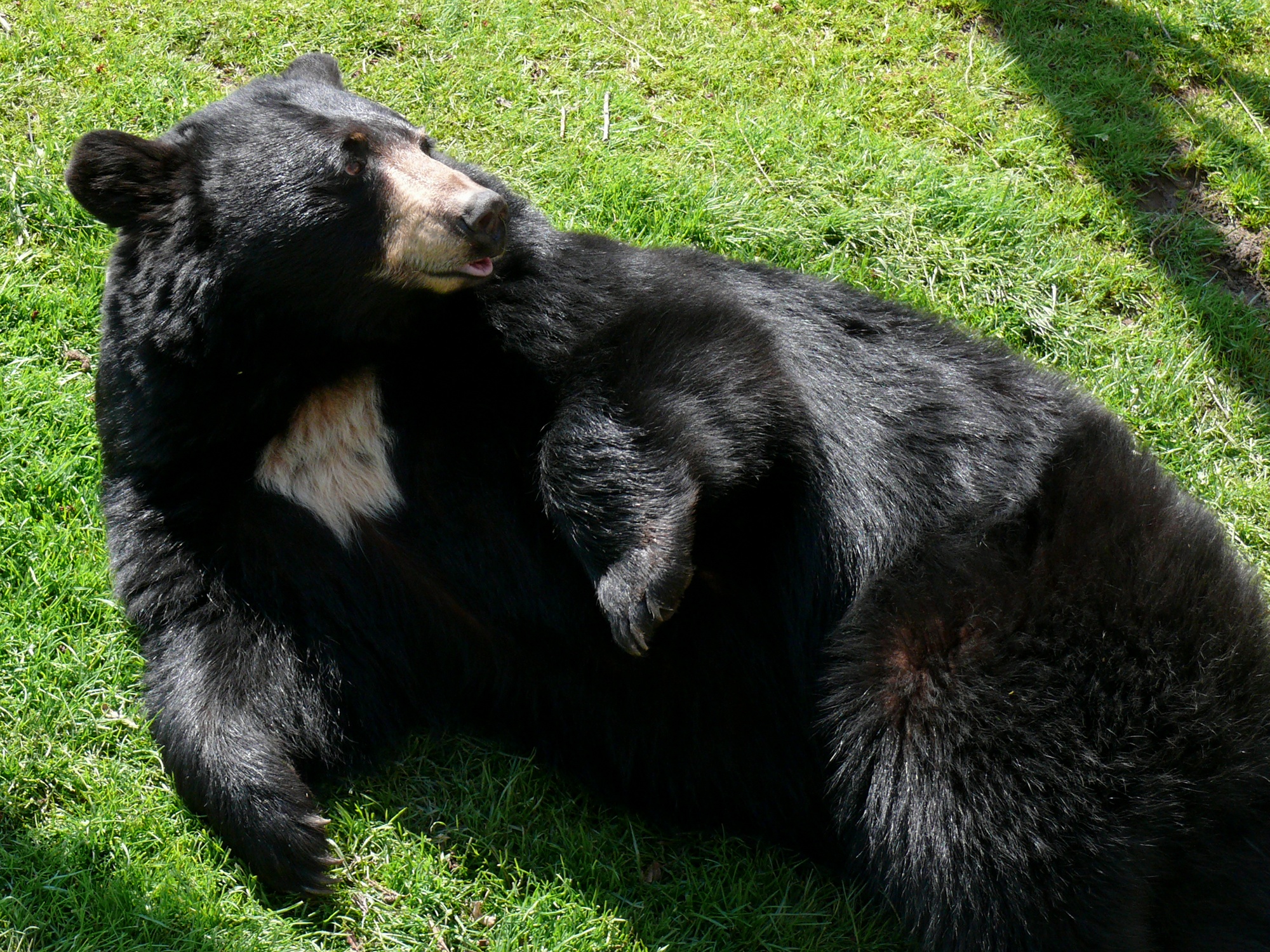 Black Bear Wallpaper HD Bears Pictures