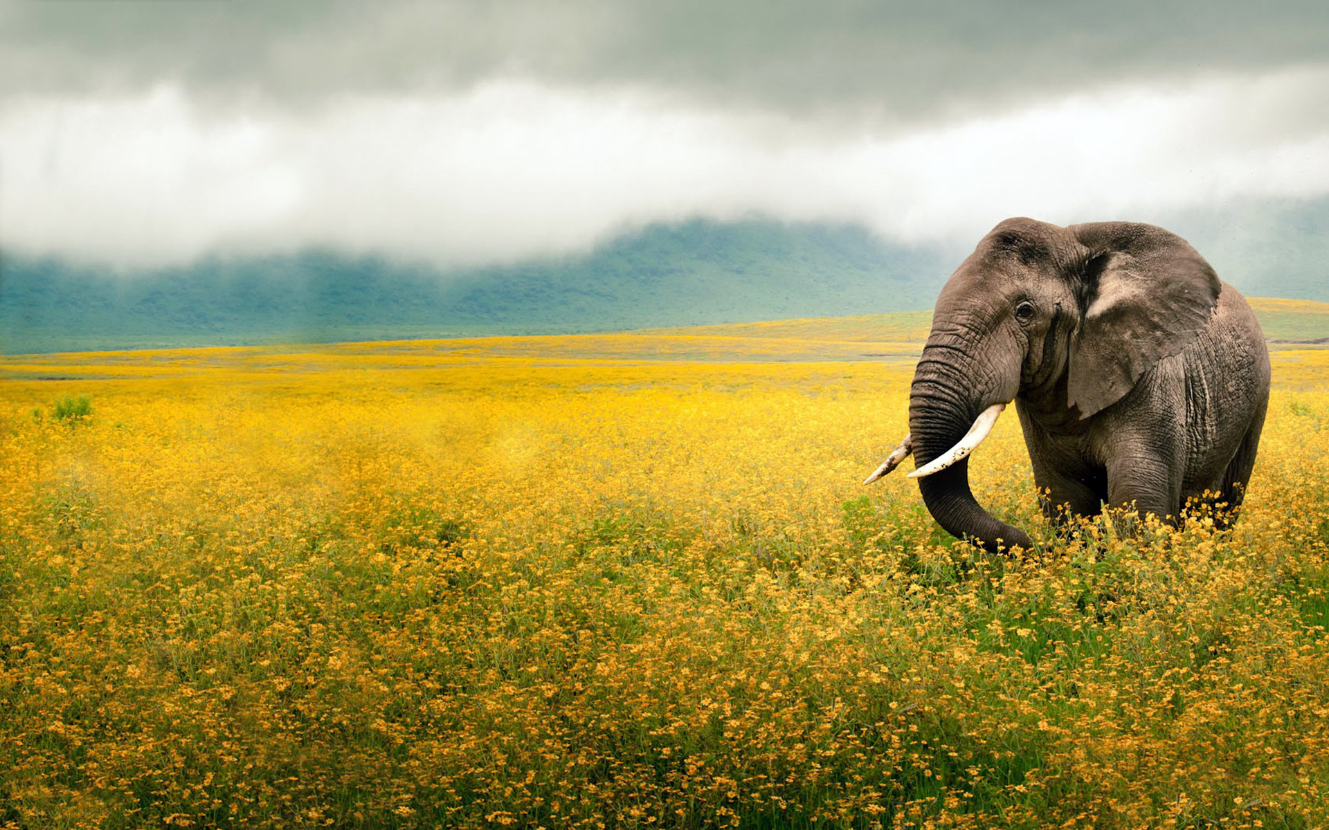 Elephant Puter Wallpaper Desktop Background
