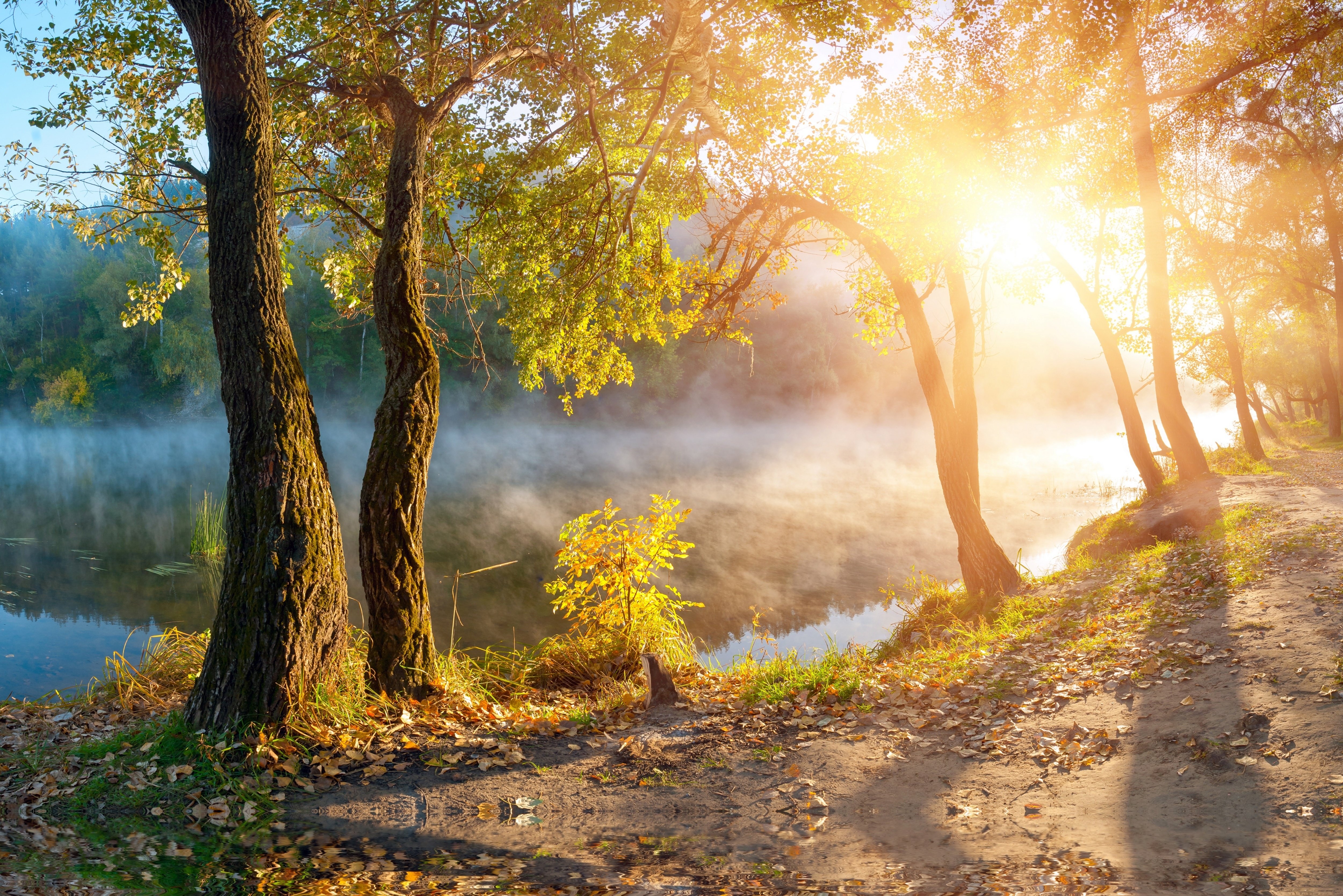 Leaves Landscape Beautiful Nature Sunbeams Sunlight Autumn Trees Wallpaper