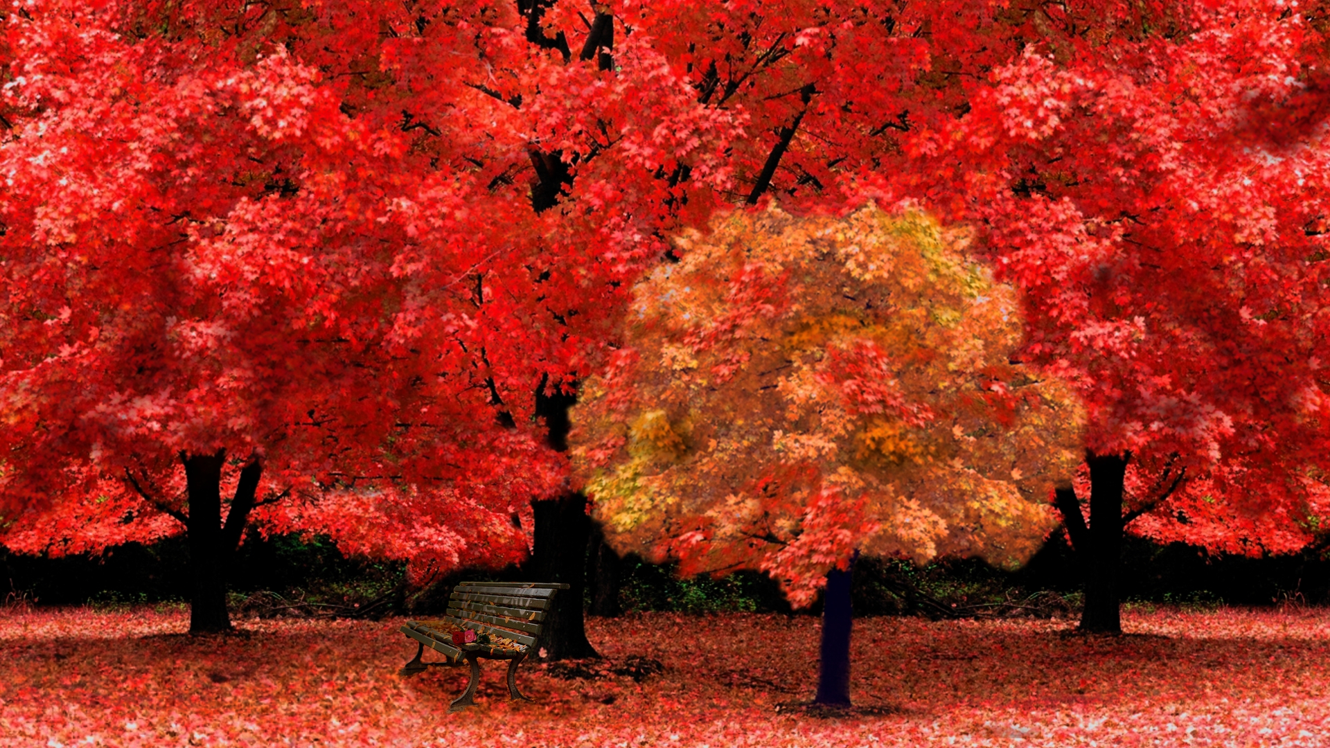 Red Autumn Leaves Wallpaper High Definition Quality