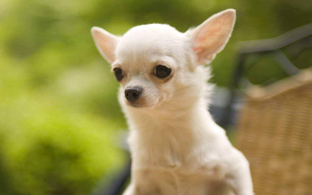 Cute White Chihuahua Puppies Wallpaper Picture