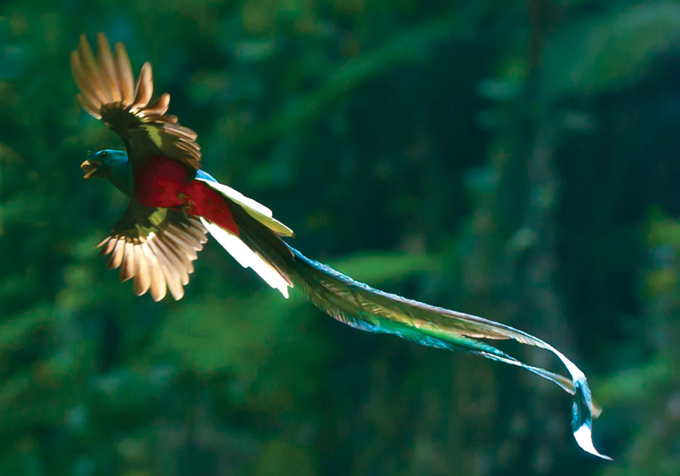 Wildlife Beautiful Quetzal Bird