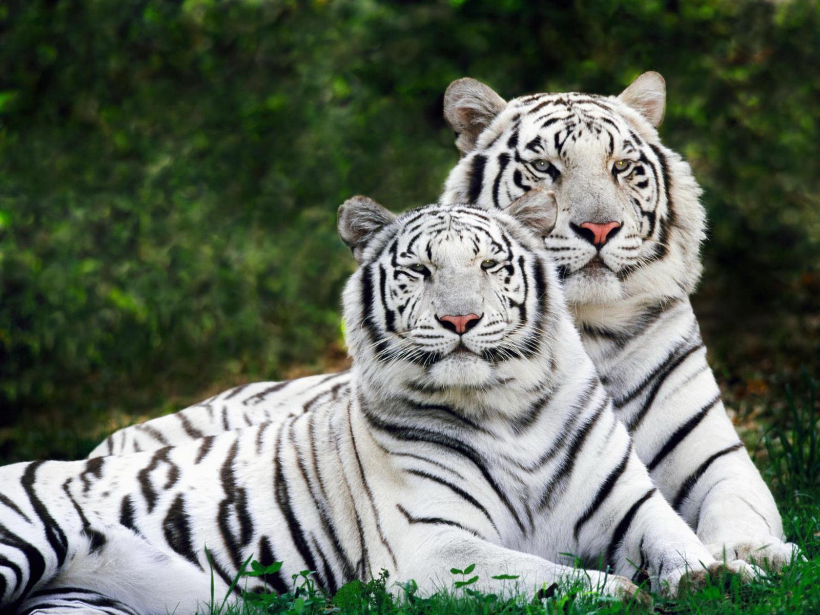 White Tiger Desktop Wallpaper Background