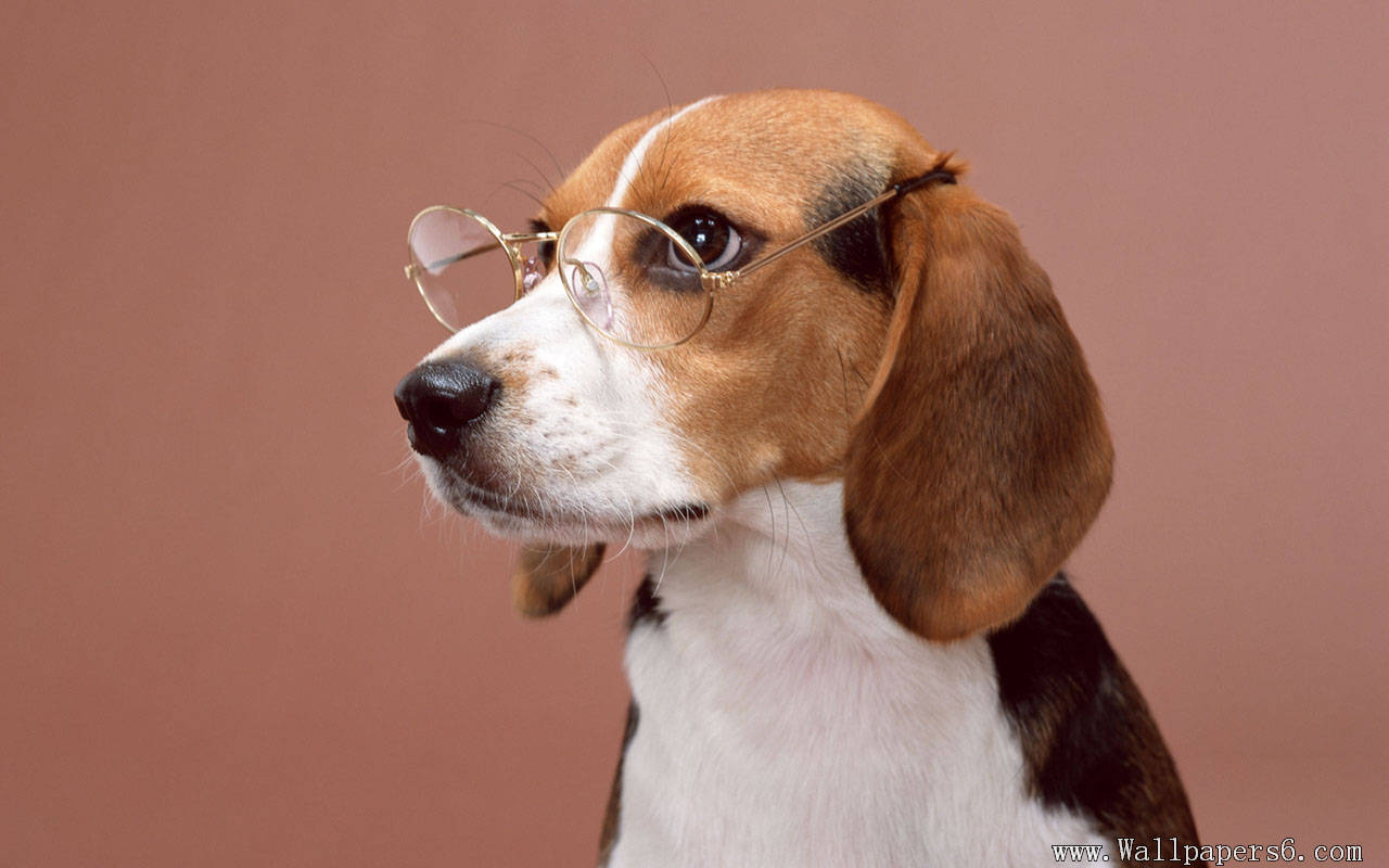 Beagle Animal Wallpaper Windows Xp