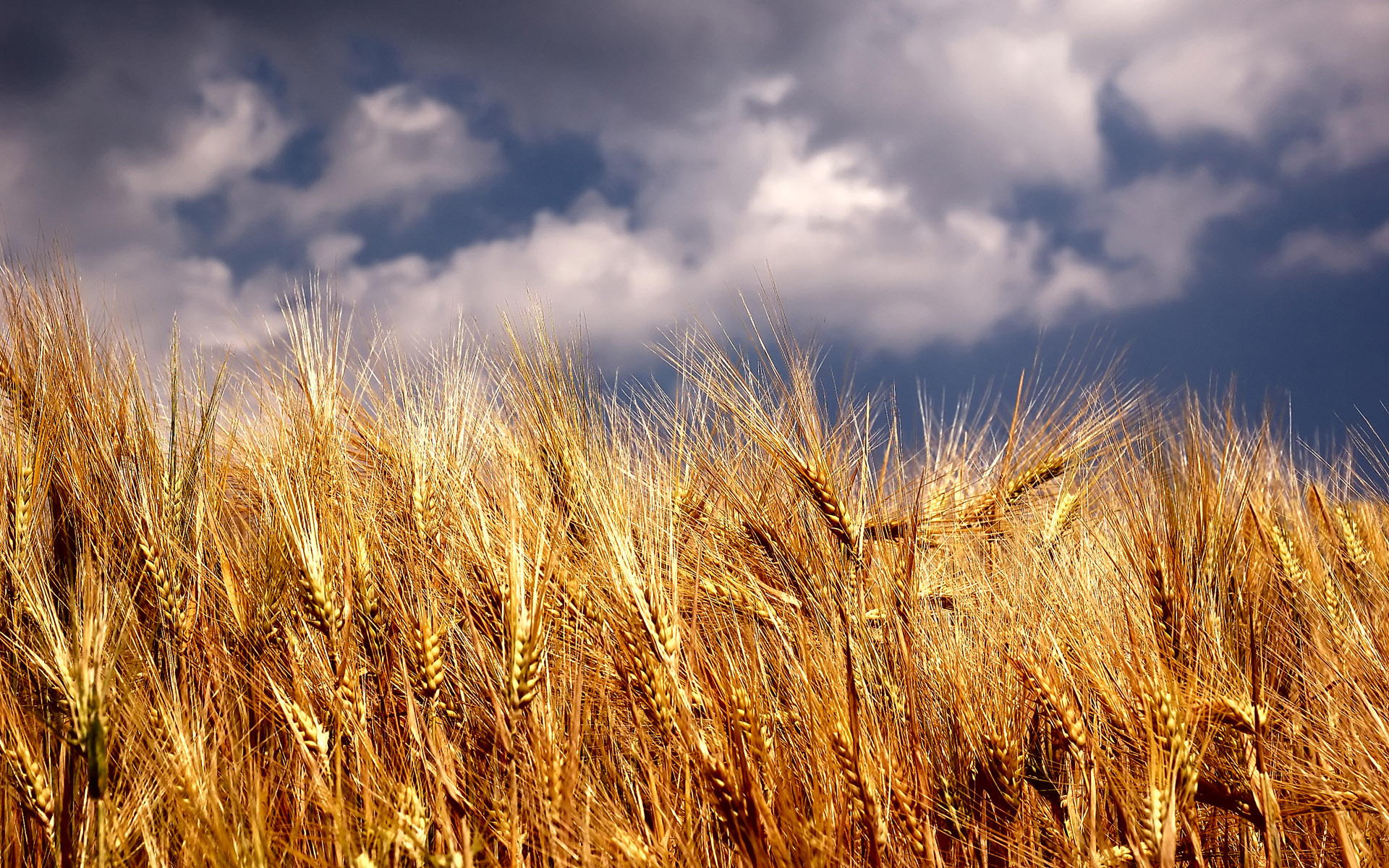 Research Raises Concerns About Global Crop Yield Projections