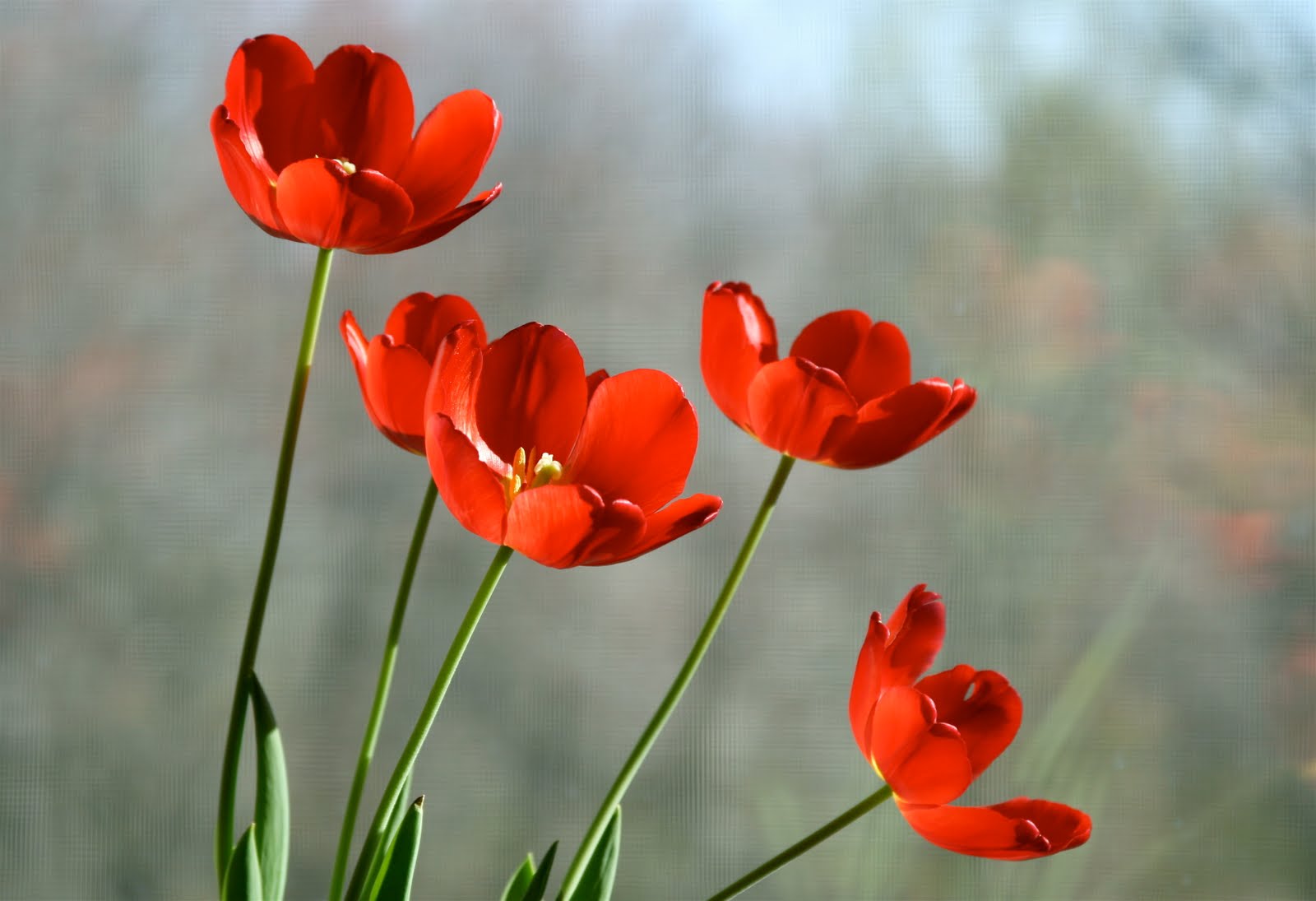 Tulips Flowers Wallpaper Image Pictures