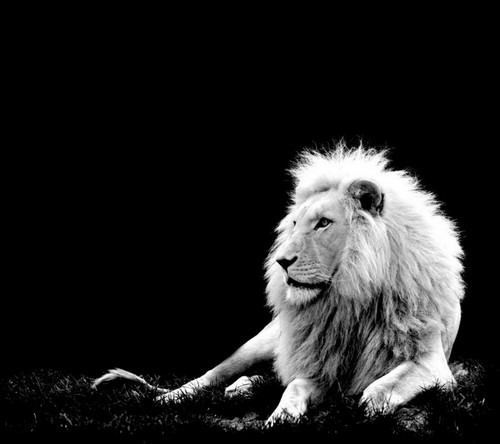 Black And White Wallpaper With A Lion That Seems As Ghost