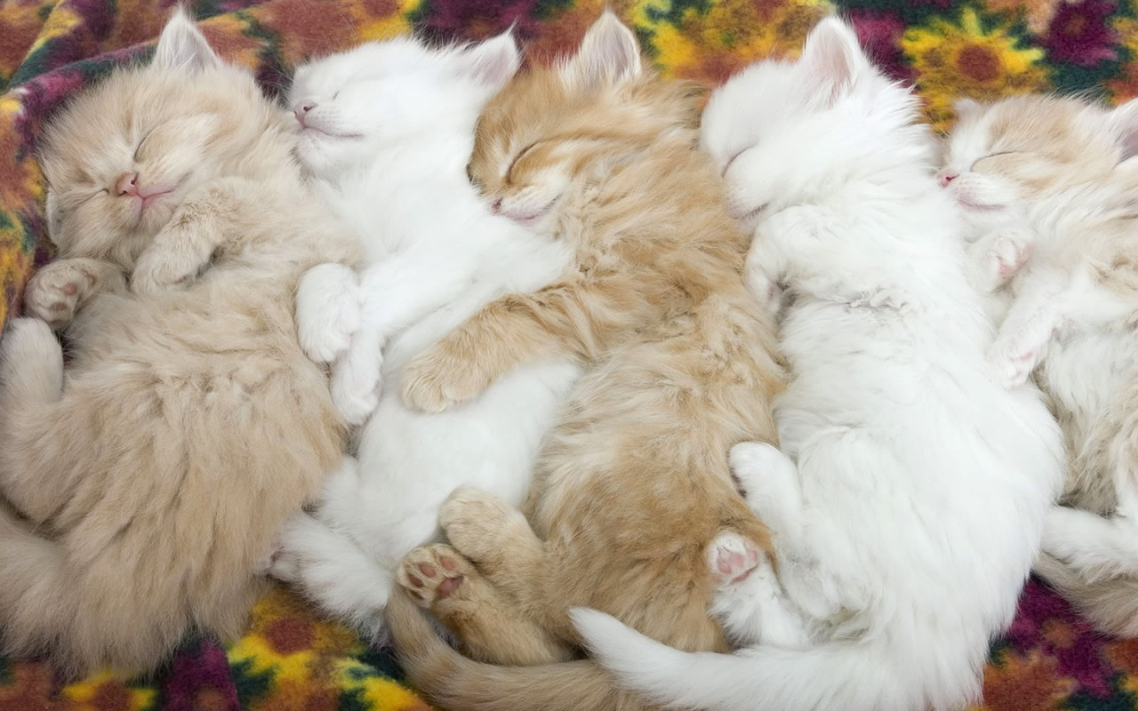 Funny Cat Sleeping Wallpaper Desktop Background