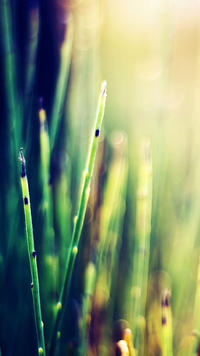 Plant iPhone Wallpaper