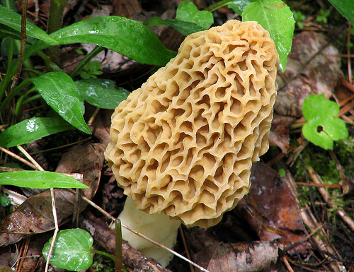 Love Morel Mushrooms They Are One Of The Many Mushroom
