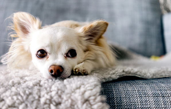 Wallpaper Dog Friend Chihuahua