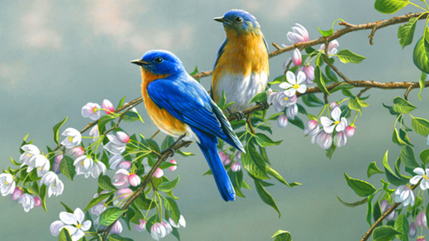 Funny Image Collection Image For Colourful Birds Wallpaper