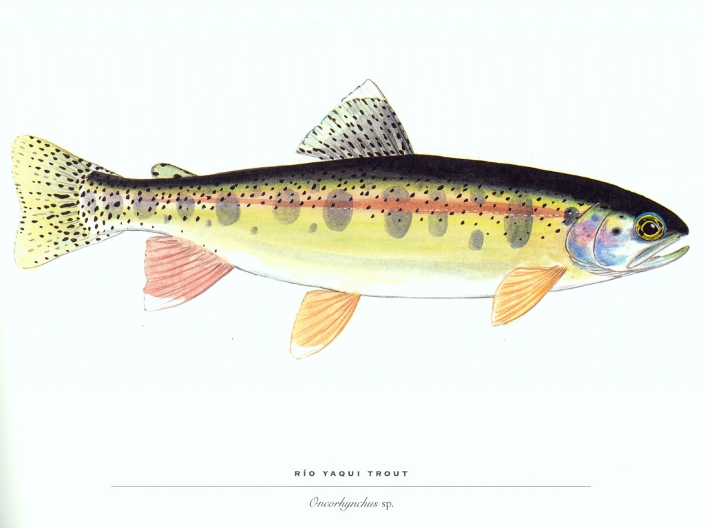 Fish Trout Wallpaper
