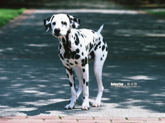 Dalmatian Wallpaper Pet Dog Desktop