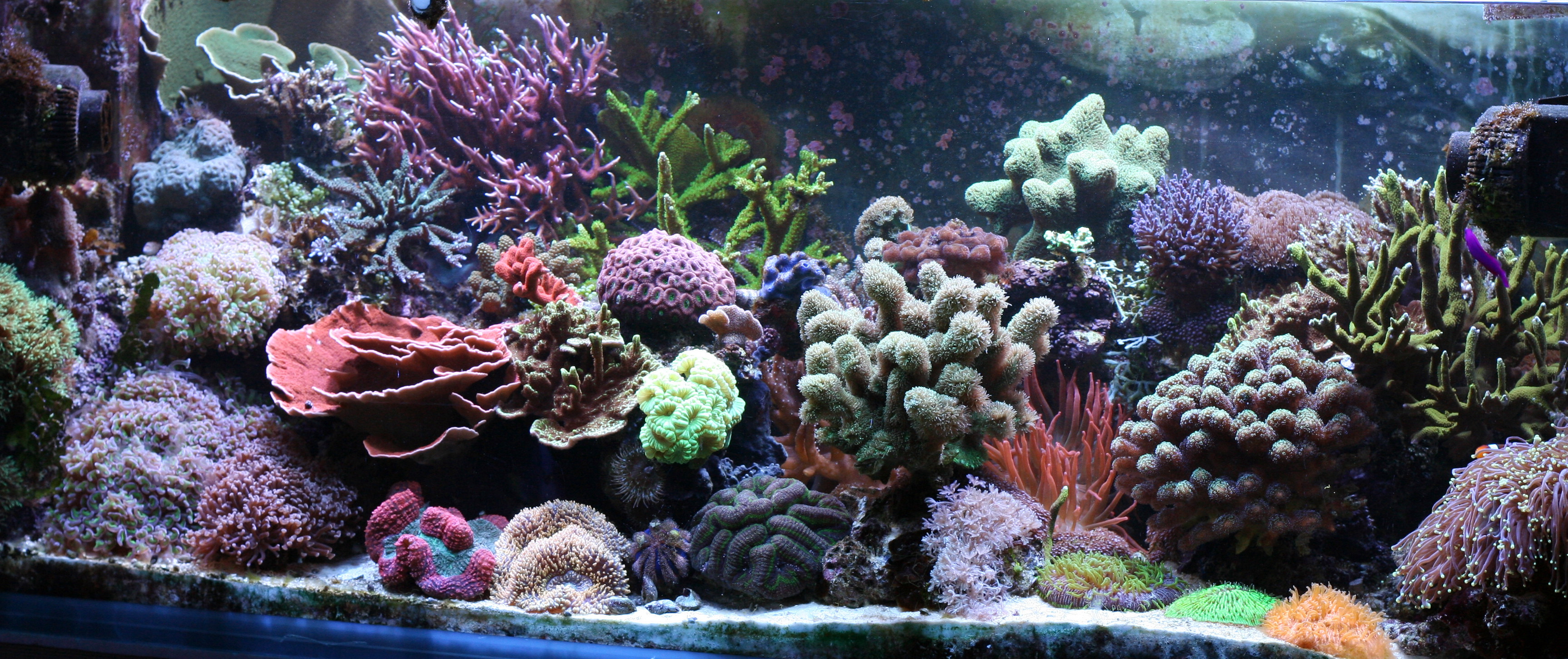 Tiedosto Reef Aquarium At Home Jpg Wikipedia