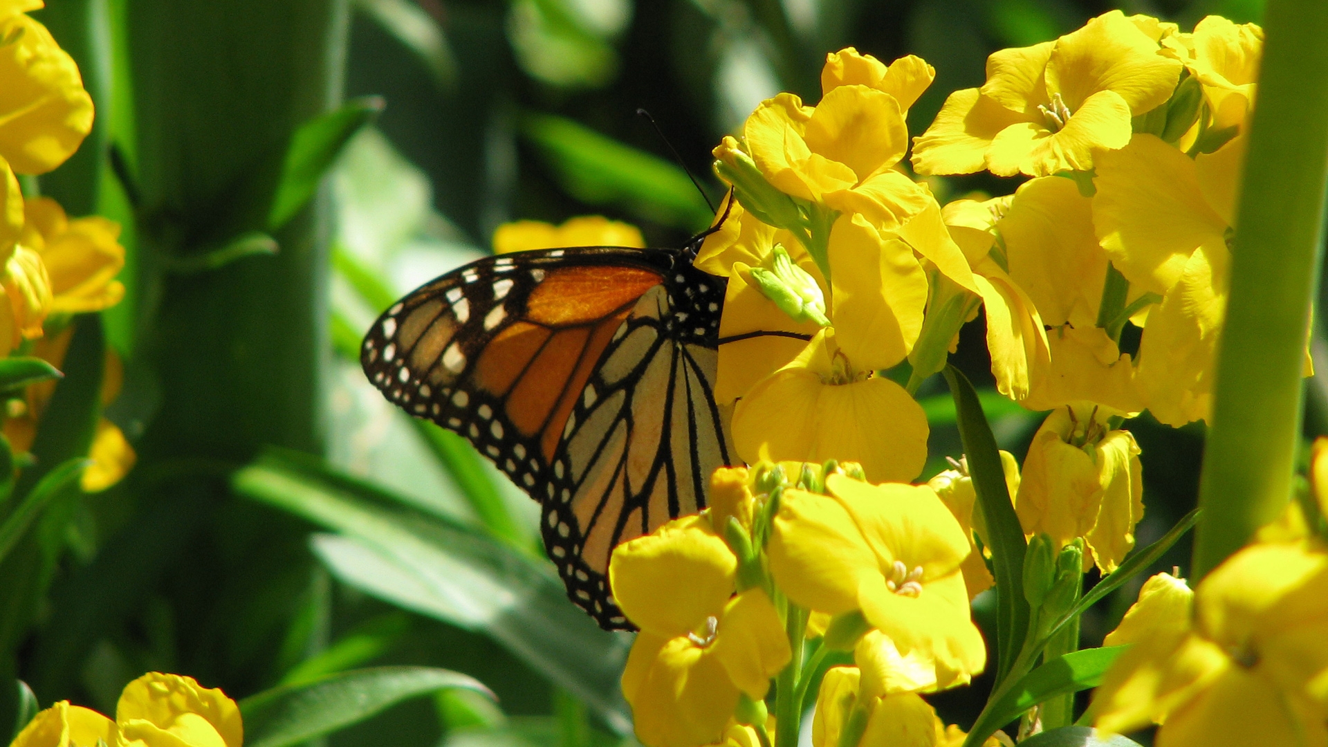 Butterfly And Flowers Wallpaper HD