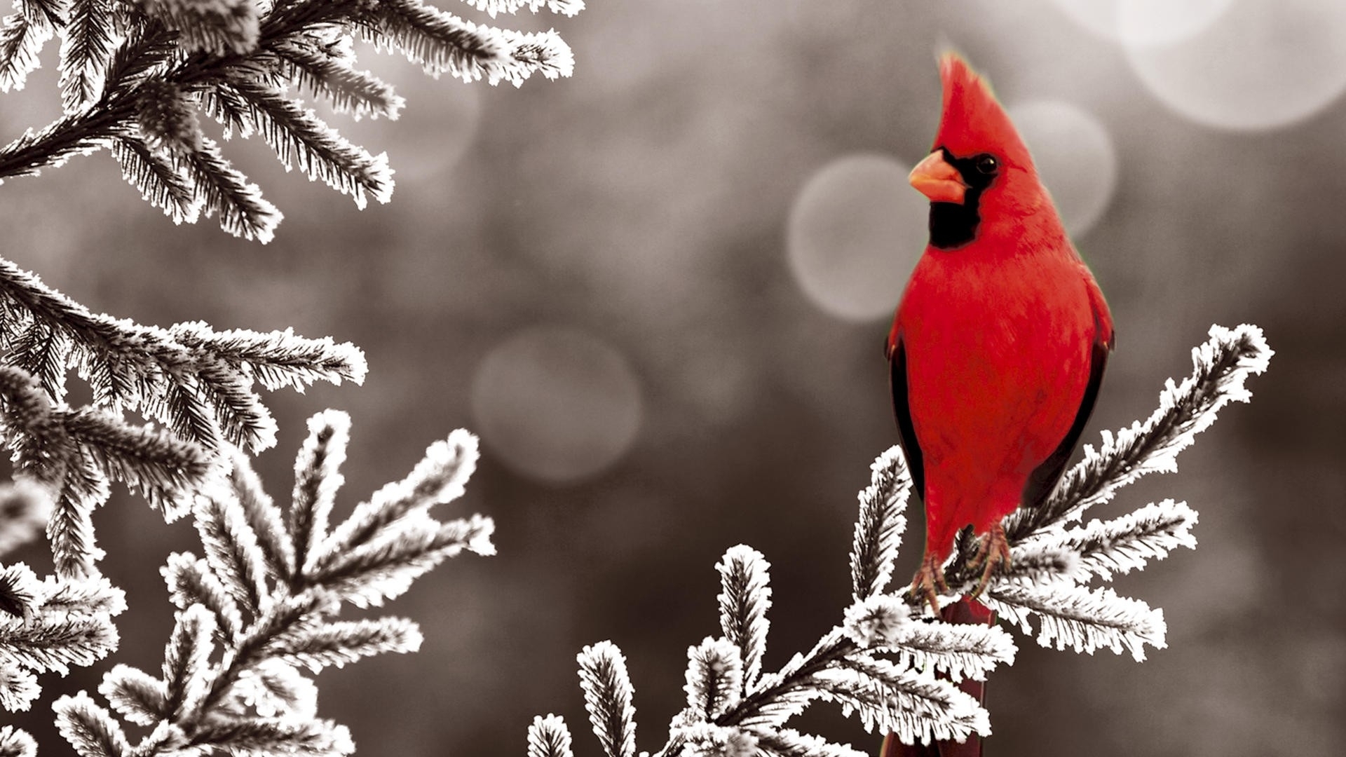 Wallpaper Ice Winter Red Birds Cardinal