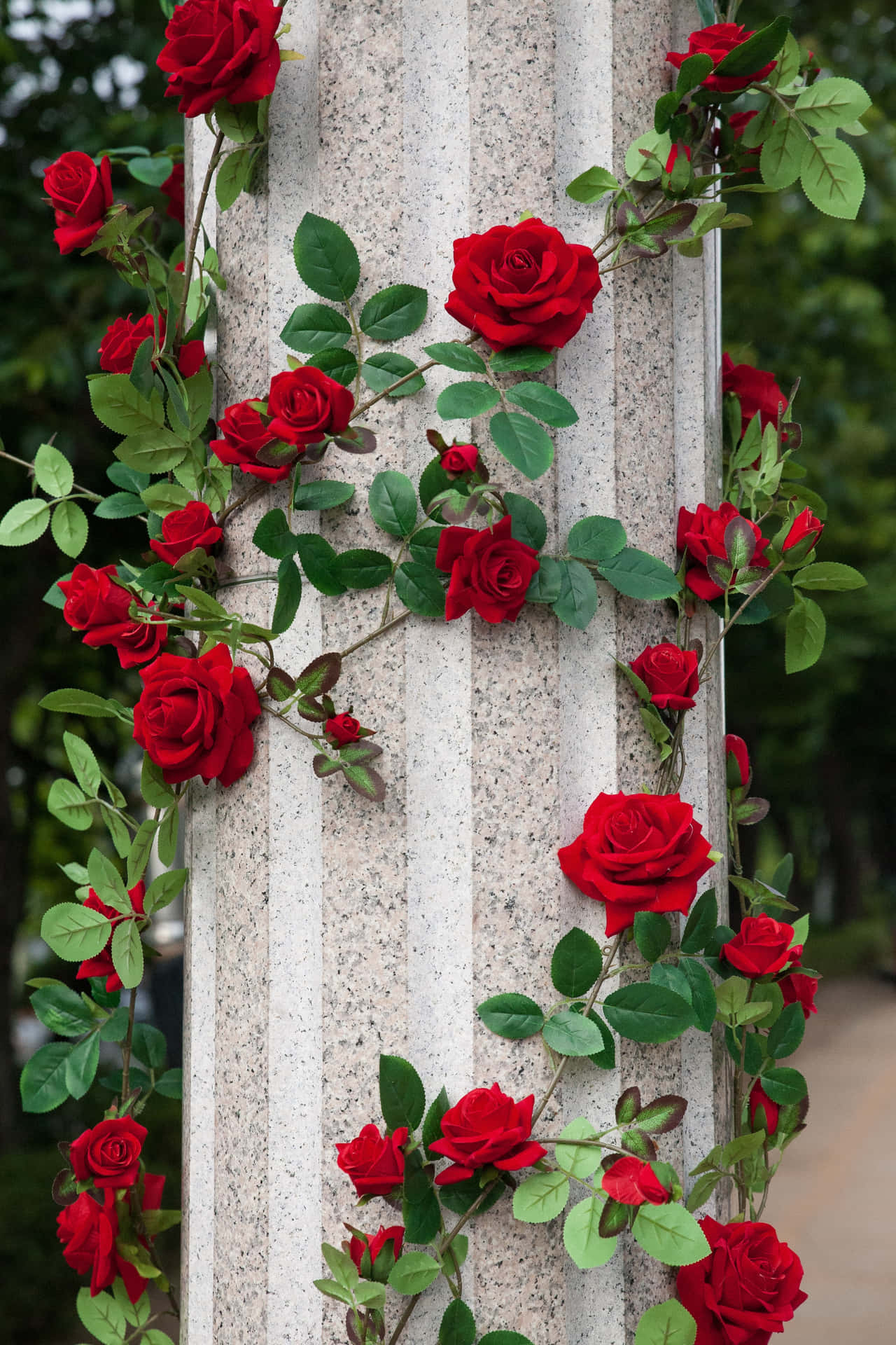 Cute Rose Wallpaper