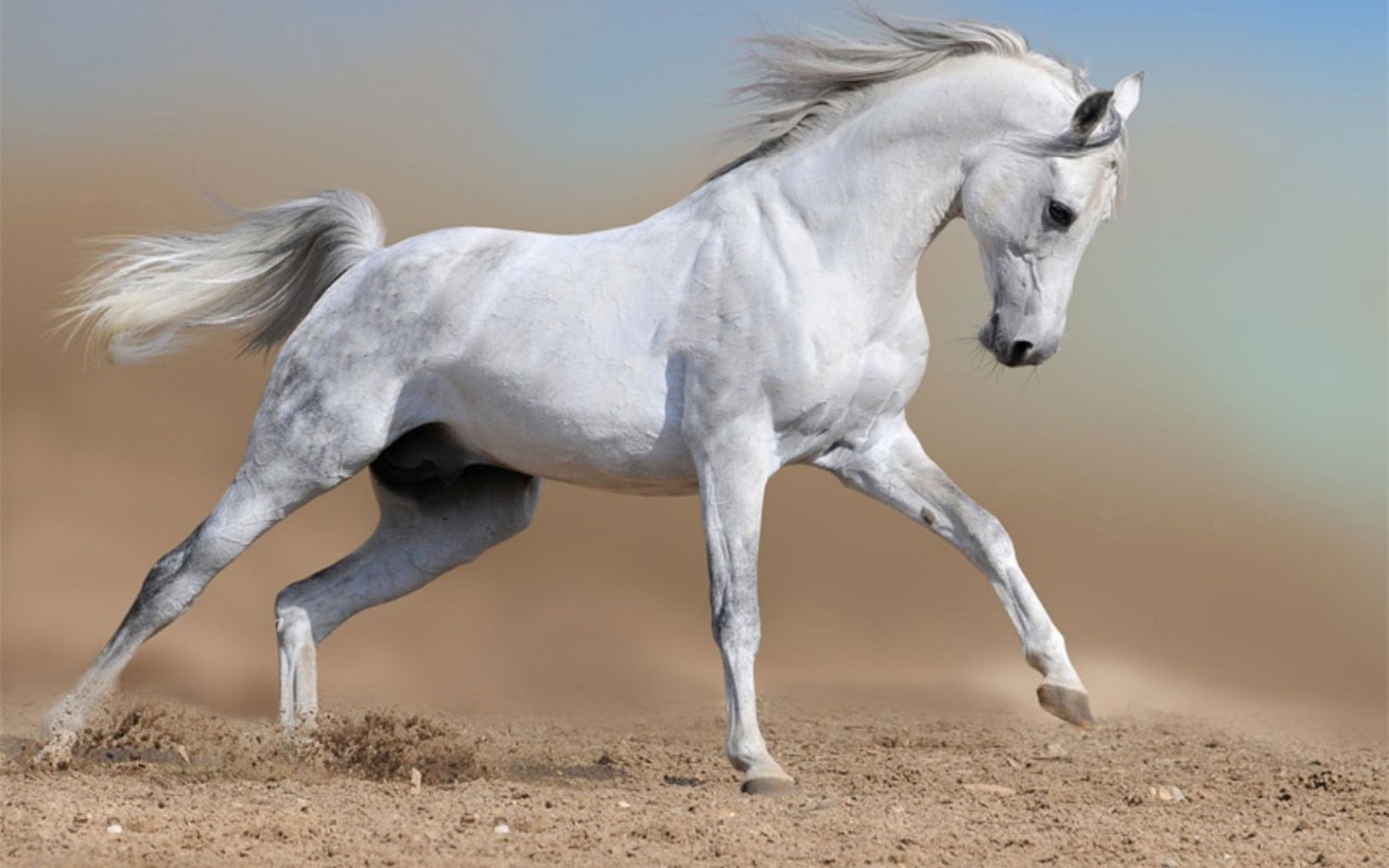horse wallpaper arabian horse wallpaper beautiful horse wallpaper 1600x1000