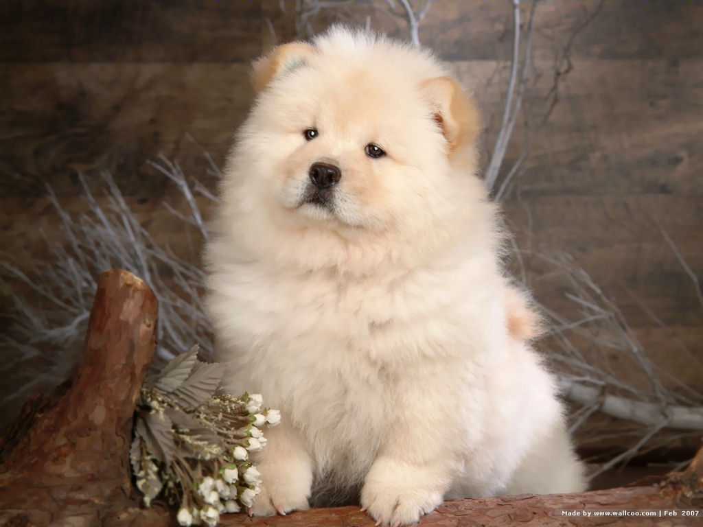Cute Chow Chow Puppy Dog Wallpaper for your Computer Desktop