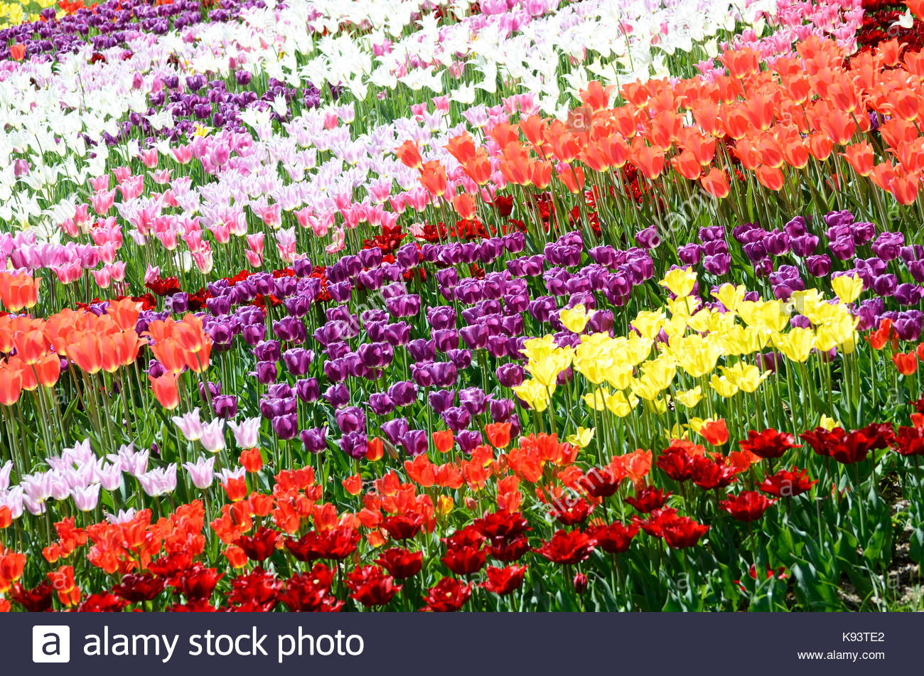 Colorful sunny field of tulips Springtime seasonal floral