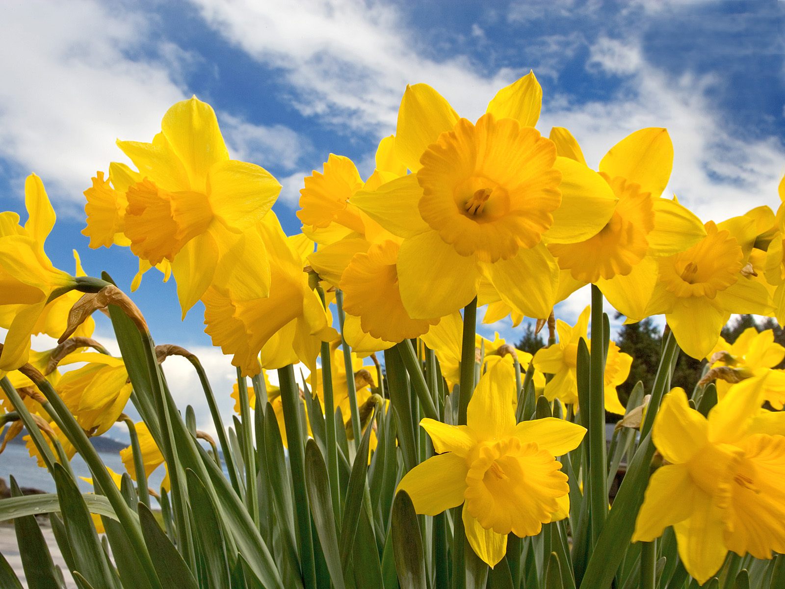Daffodil Photos Download The BEST Free Daffodil Stock Photos  HD Images